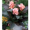 Canna SHINING PEACH
