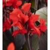 Canna SHINING SCARLET