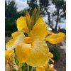 Canna Tropical Yellow1