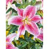 Lilia orientalna Stargazer