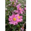bressingham glow anemone 73250 2