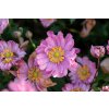 bressingham glow anemone 73250 3