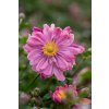 bressingham glow anemone 73250 4