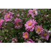 bressingham glow anemone 73250 5