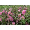 bressingham glow anemone 73250 6