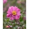 bressingham glow anemone 73250 1