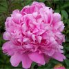 Paeonia MONSINEUR