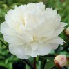 Paeonia Gardenia 1