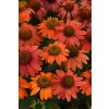 Echinacea purpurea Lakota™ Red 35612 C 1