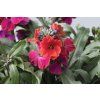 Erysimum linifolium Red Jep Red Jep 18867 C 1