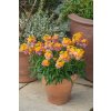 Erysimum linifolium Spring Breeze Sunset 42578 S 1