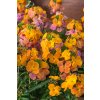Erysimum linifolium Spring Breeze Sunset 42578 C 1