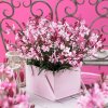 Gaura lindheimeri Gaudi® Compact Pink 19402 S 1
