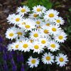 Leucanthemum maximum White Lion F1 36314