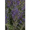 Perovskia atriplicifolia Blue Steel 32893 C 1
