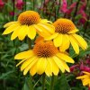 Echinacea purp. PollyNation Golden Yellow