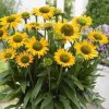 Echinacea purp. PollyNation Golden Yellow1