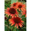 Echinacea purpurea ORANGE RED 1