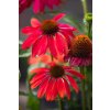 Echinacea purpurea ORANGE RED