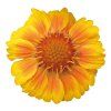 Gaillardia aristata Arizona African Sunset 18524 C 1