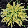 Hosta RIPPLE EFFECT
