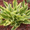 Hosta YELLOW POLKA DOT BIKINI1