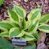 Hosta YELLOW POLKA DOT BIKINI