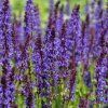 salvia nemorosa bazuin dark night