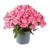 Phlox paniculata Bee Best Salmon 42655 P 1