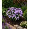 Phlox paniculata Early® Lavander Pop 44378