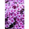 early lavender pop phlox paniculata 76508 1