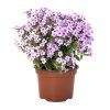81156 Phlox paniculata Early® Lavander Pop 44378