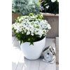 80422 Phlox Early®White 21195