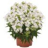 80422 Phlox Early®White 30449