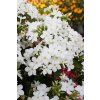 early white phlox paniculata 76325 4