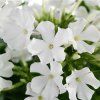 early white phlox paniculata 76325 3