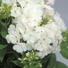 early white phlox paniculata 76325 2