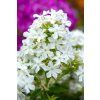 early white phlox paniculata 76325 1