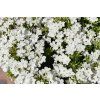 80422 Phlox Early®White 20448