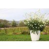 71338 Gaura Graceful White 29289