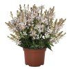 71338 Gaura Graceful White 27785