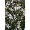 81152 Gaura Belleza White 24950