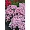 early pink phlox paniculata 76343 2