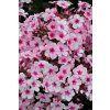 early pink phlox paniculata 76343 3