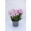 early pink phlox paniculata 76343 4