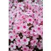 early pink phlox paniculata 76343 1