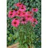glowing dream echinacea hybrida 79285 2