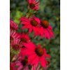 glowing dream echinacea hybrida 79285 3