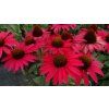 glowing dream echinacea hybrida 79285 4