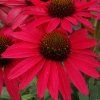 glowing dream echinacea hybrida 79285 1